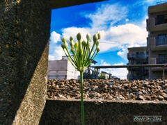 線路沿いのつぼみ