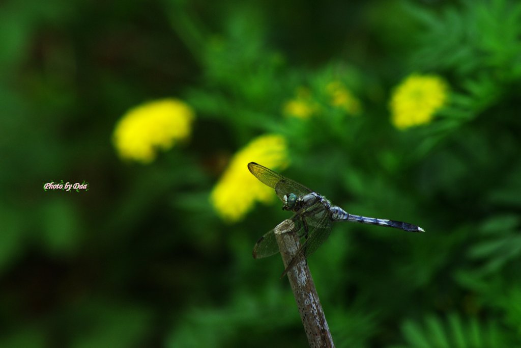 夏の花とシオカラトンボ（その１）