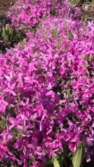 芝桜・紫（その１）