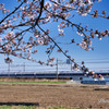 桜と１００系スペーシア「雅」