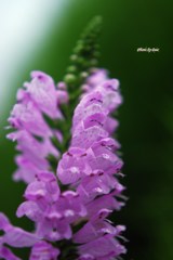 花虎の尾を近くから
