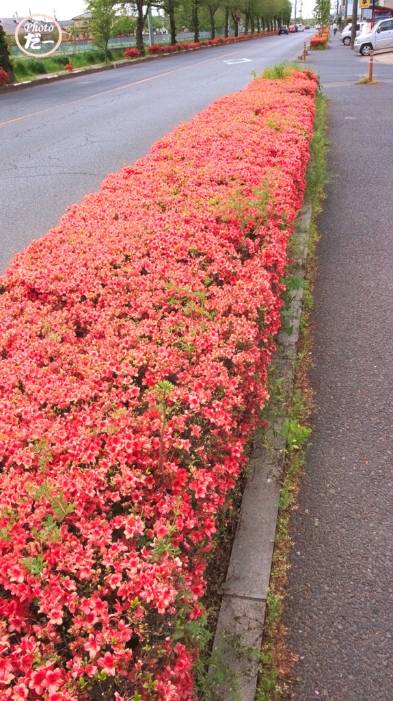 歩道の躑躅が満開です