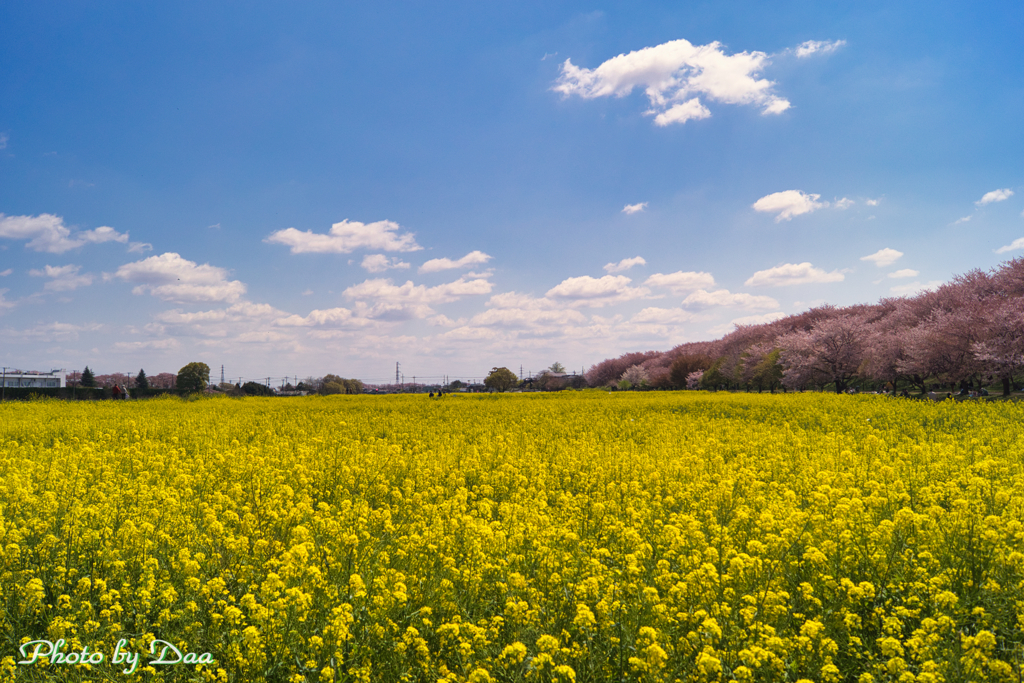 菜の花満開