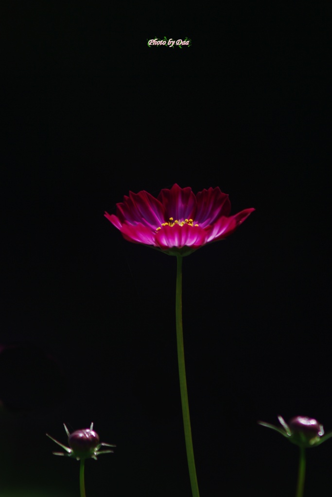 秋桜