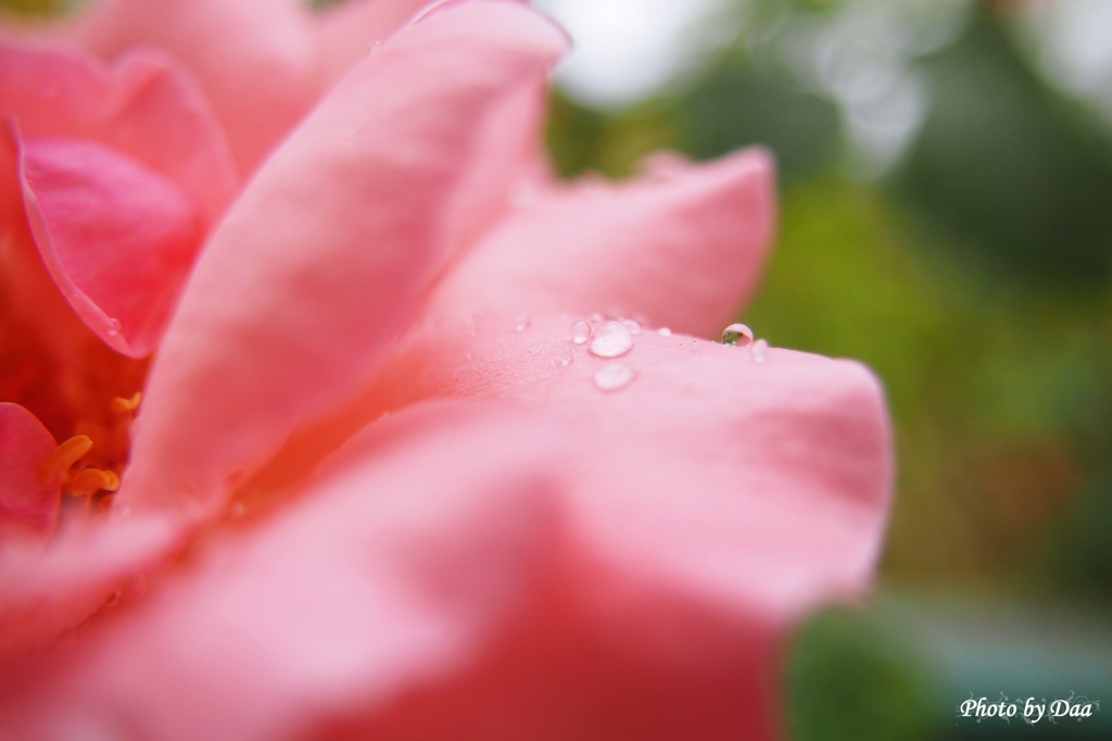 薔薇の滴