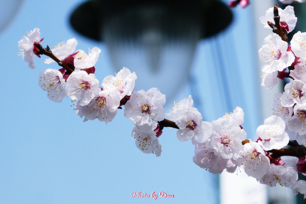 街燈と桜