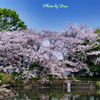 池の畔を彩る桜