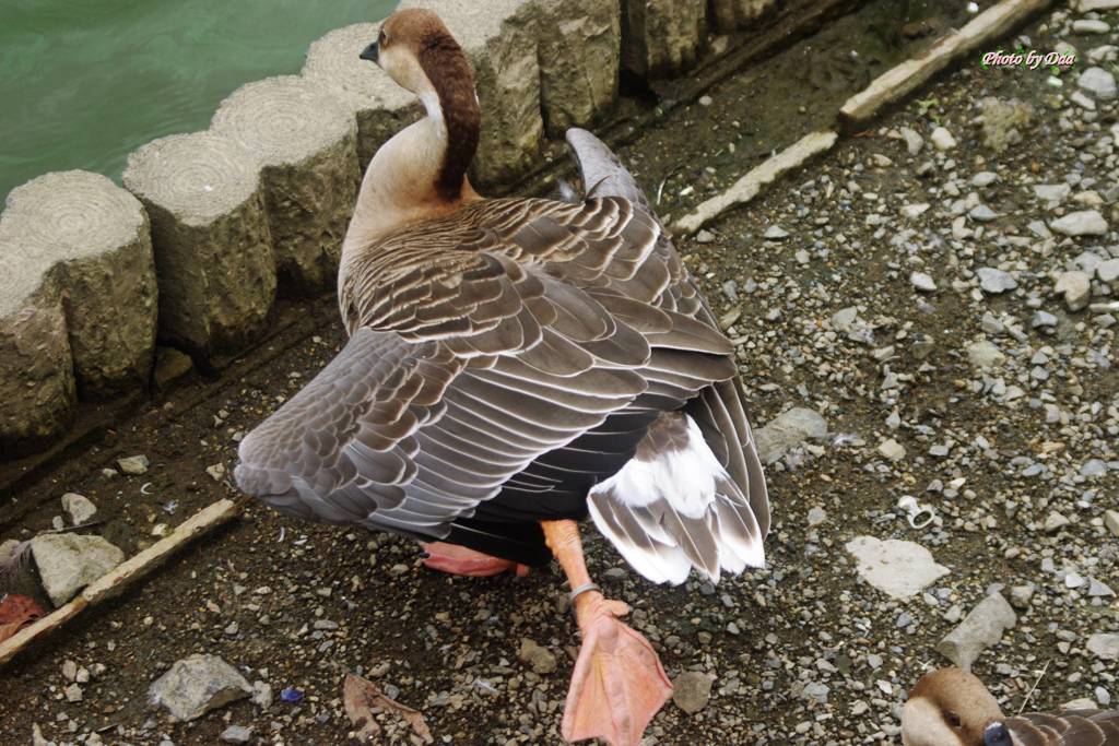 サカツラさんのエアロビクス