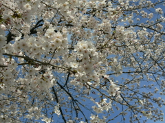 桜満開
