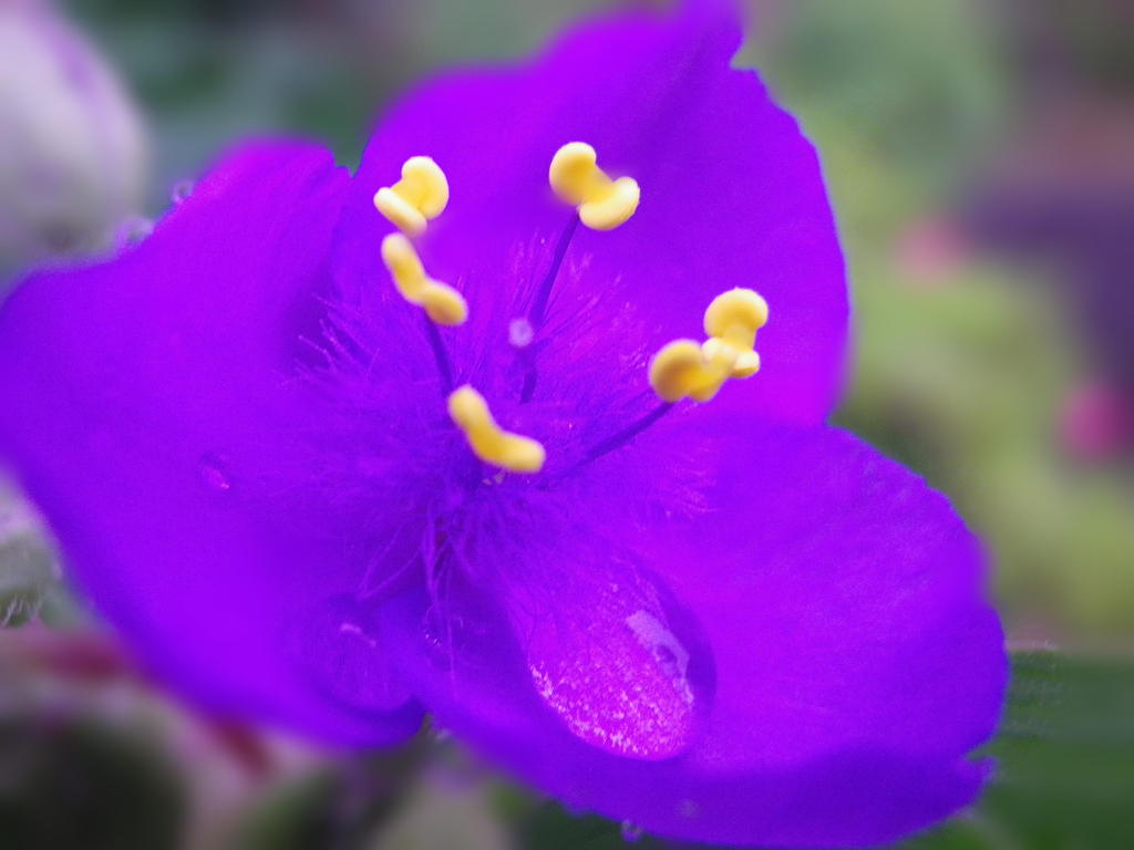 flower12