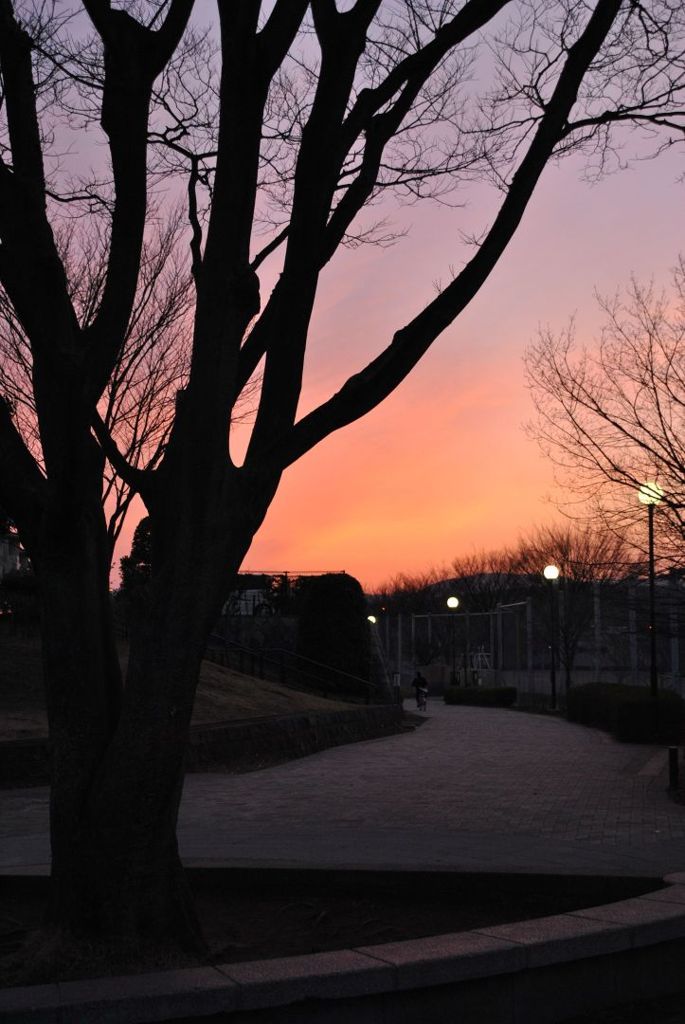 近くの公園の夕日2