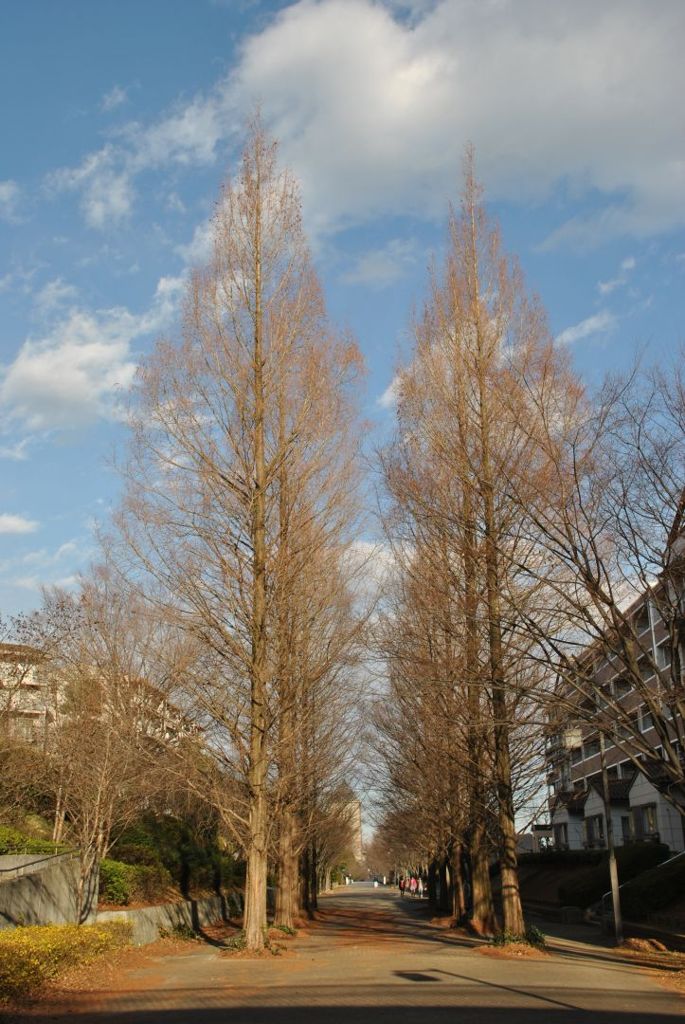 自宅近くの並木道(晴れ)