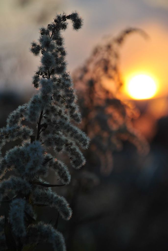 自宅近くの夕日４