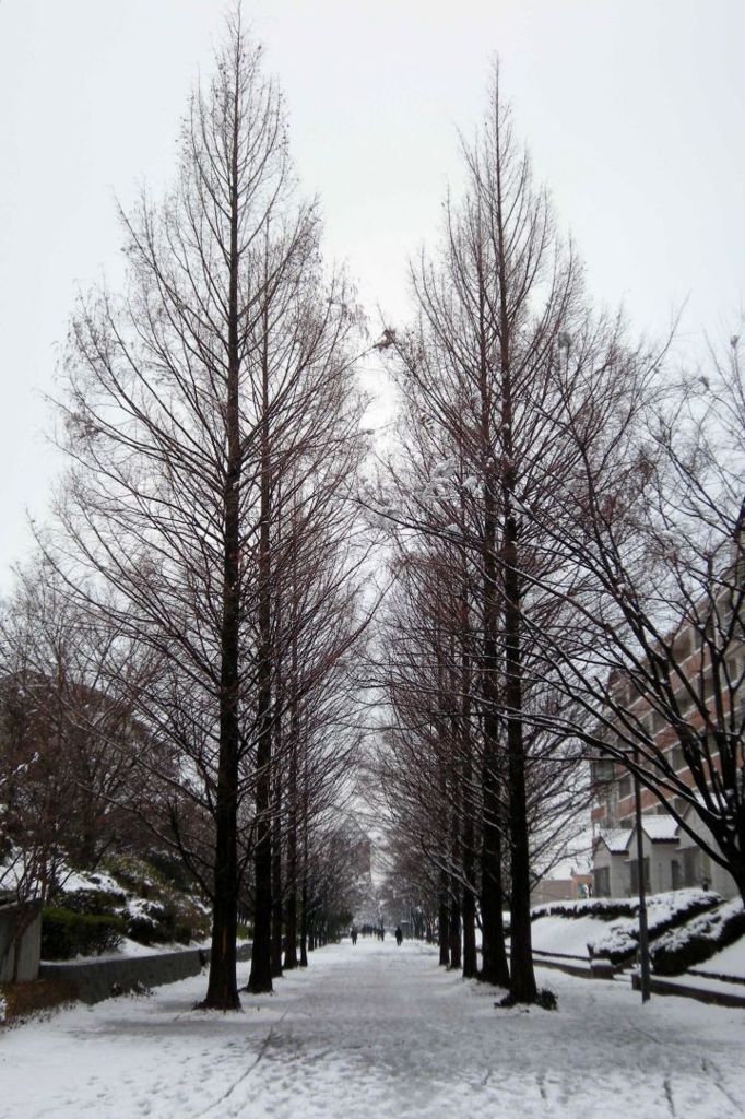 近くの並木道(雪)