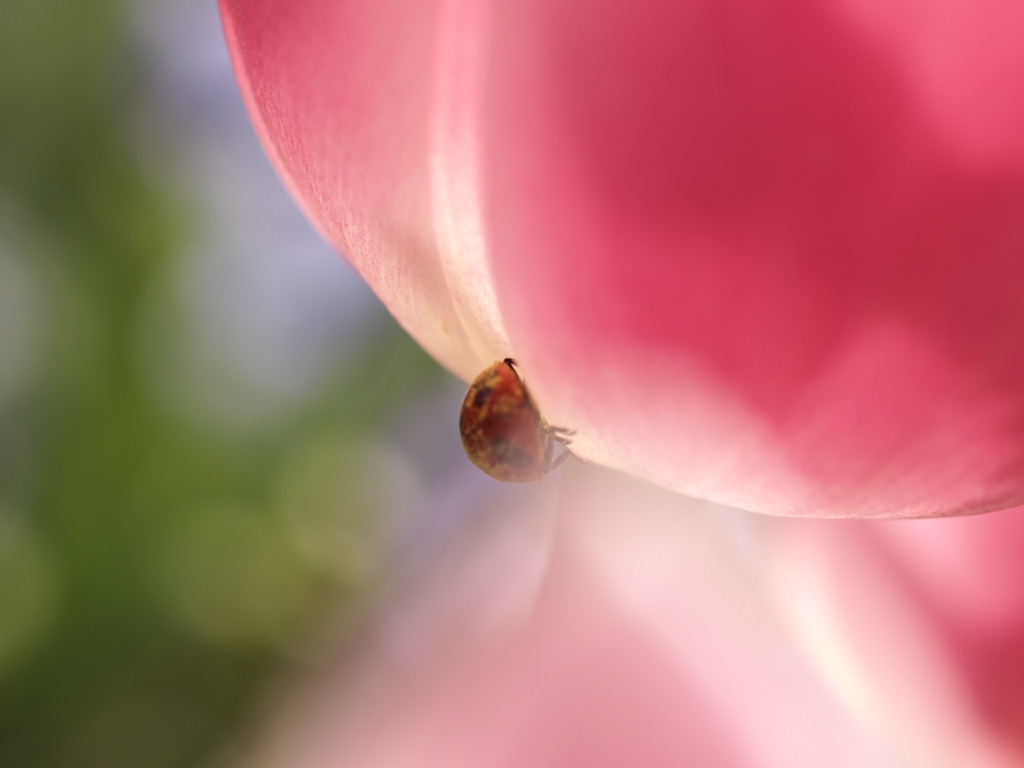 七つの悲しみと喜び
