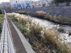 境川　秋