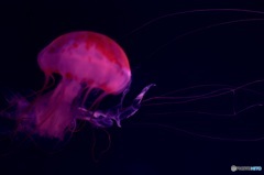 jellyfish2