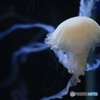 jellyfish3