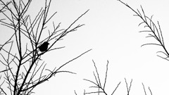 白と黒と鳥