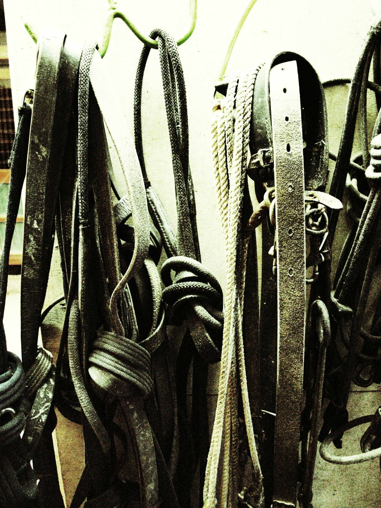 bridle