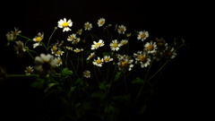 暗がりに広がる花々