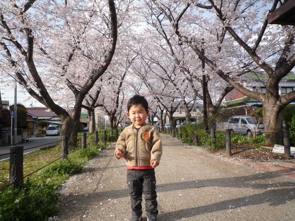 桜並木