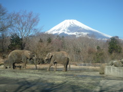 富士山象さん