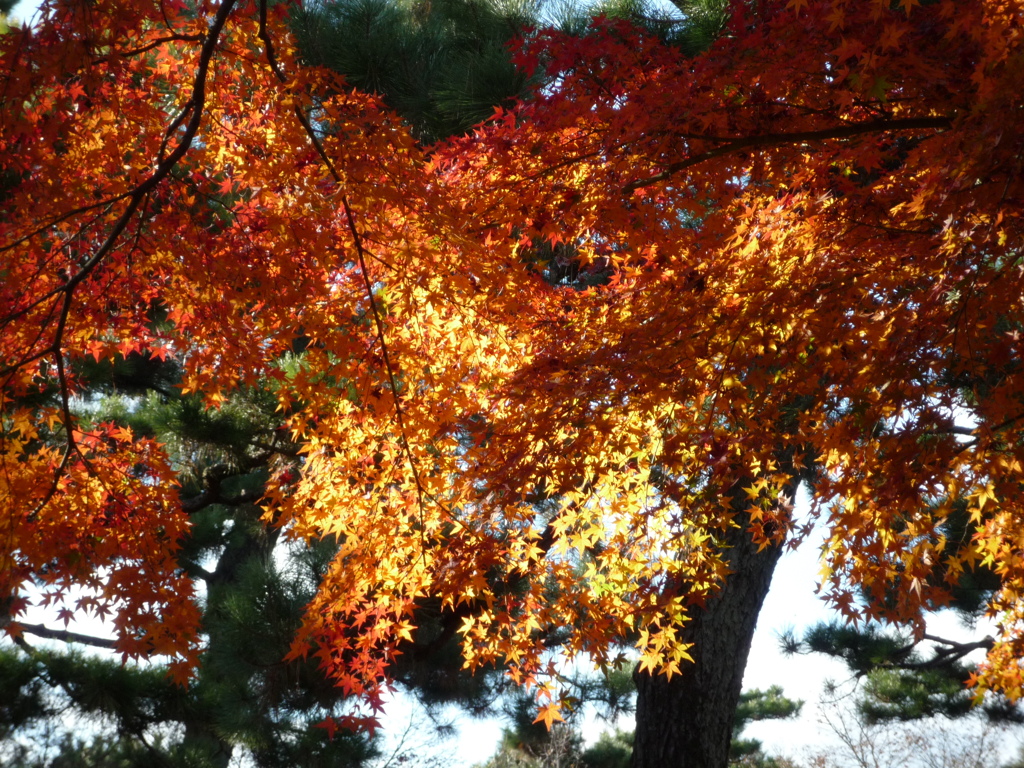 輝く紅葉