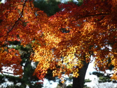 輝く紅葉
