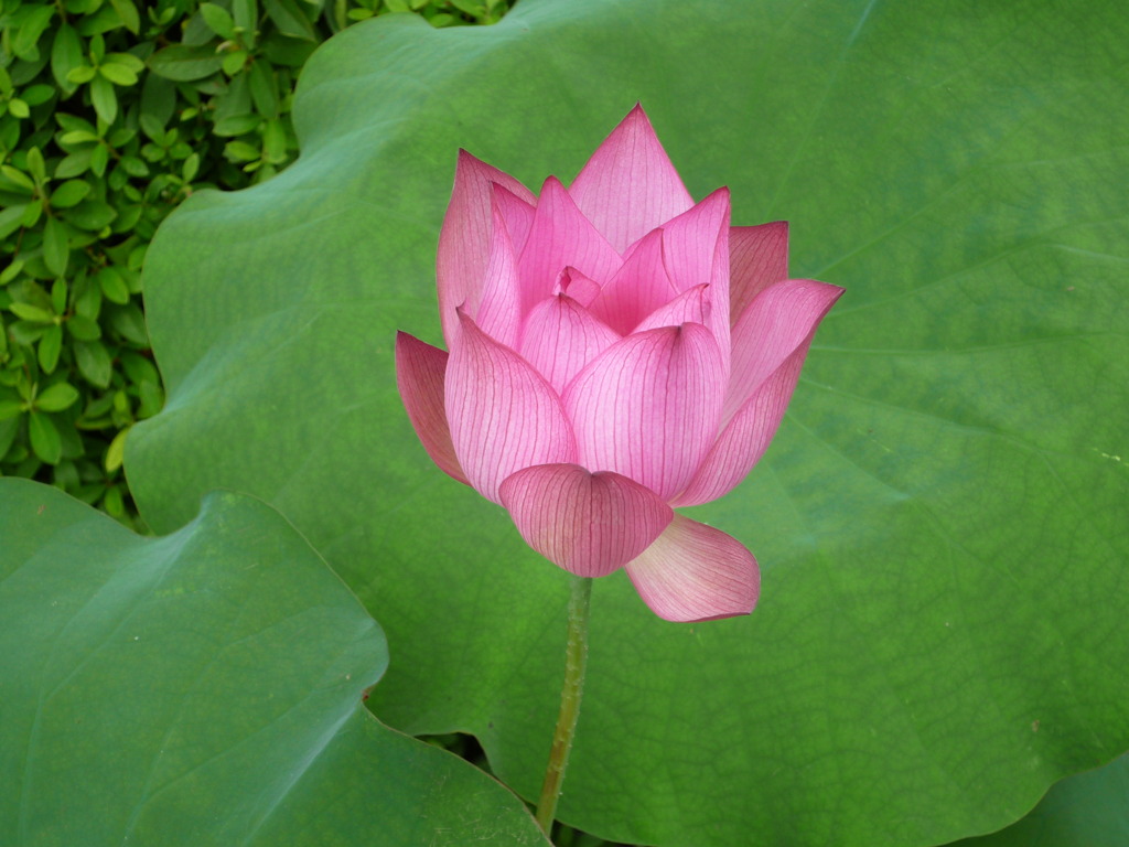 蓮の花