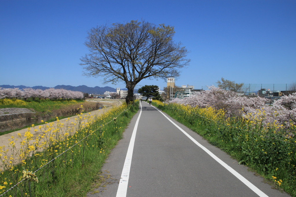 サイクリング