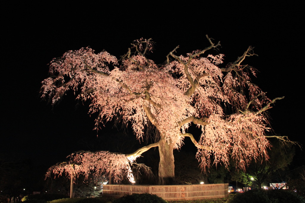 枝垂れ桜