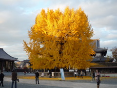 銀杏