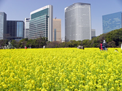 大都会のお花畑