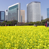大都会のお花畑