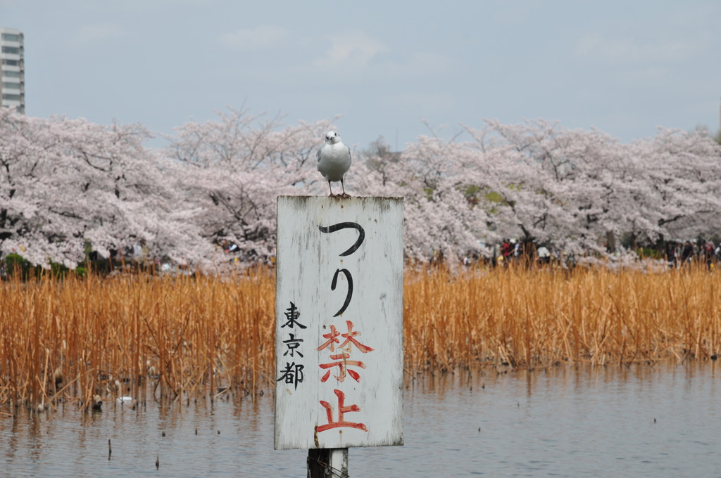 釣り禁止！！