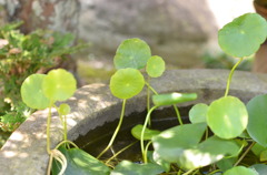 水棲