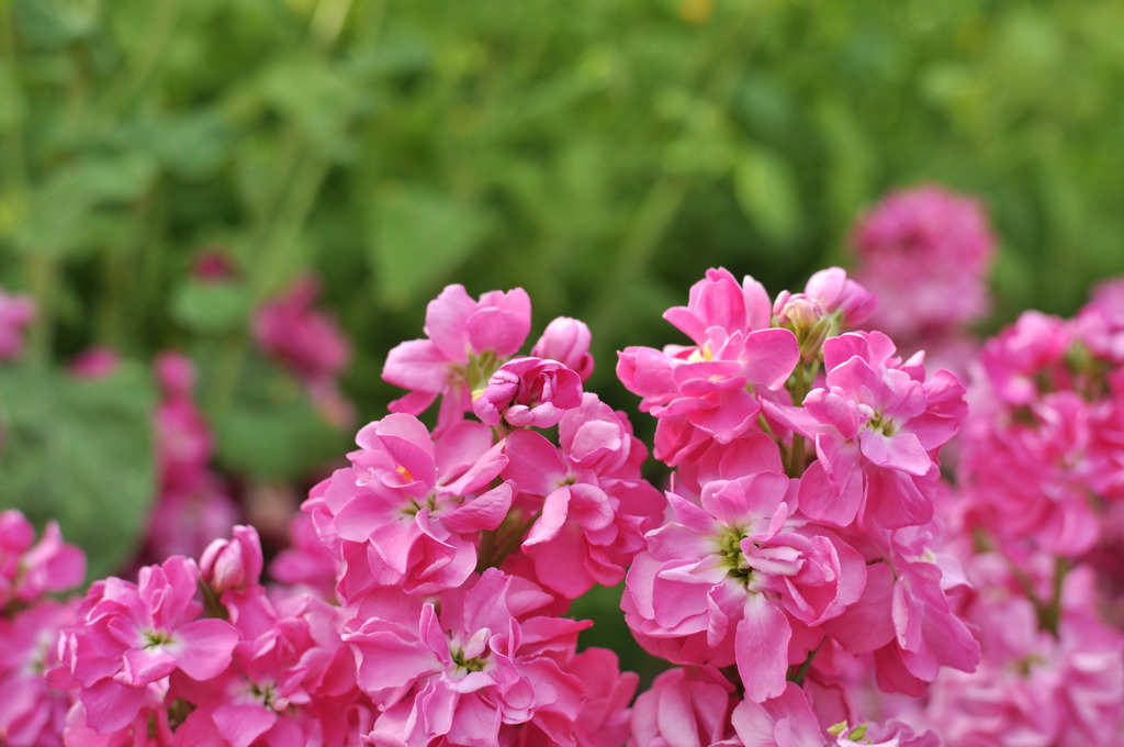 春色の花