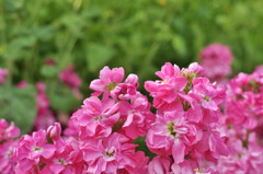 春色の花