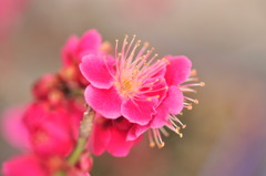 紅梅