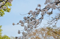 サクラ-1