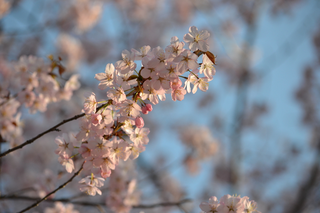 山桜