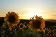 ひまわりと夕陽