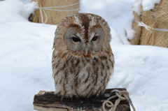 雪の中のふくろうさん