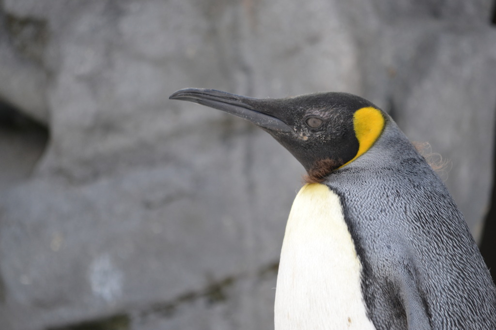 ペンギンの横顔