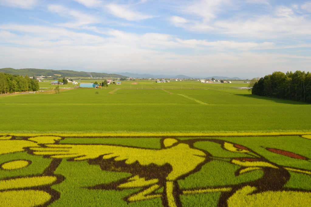 田んぼアート③