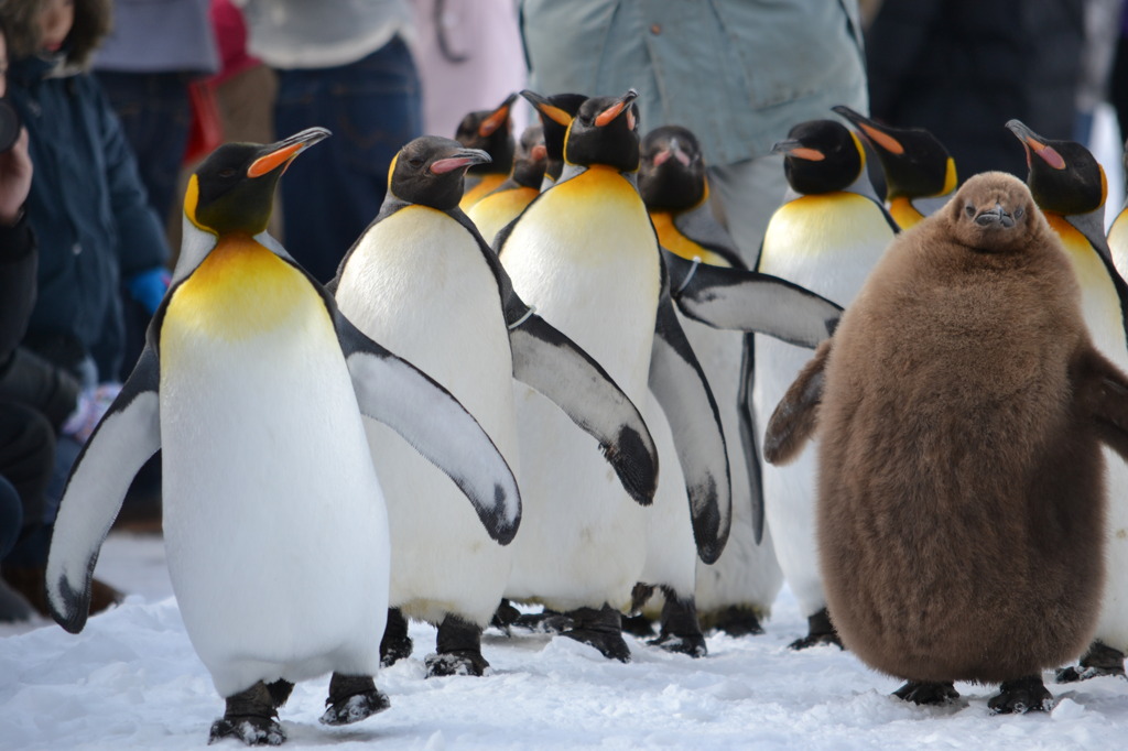 おっさんペンギンの散歩