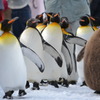 おっさんペンギンの散歩