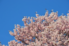 北海道の山桜満開