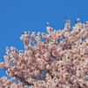 北海道の山桜満開